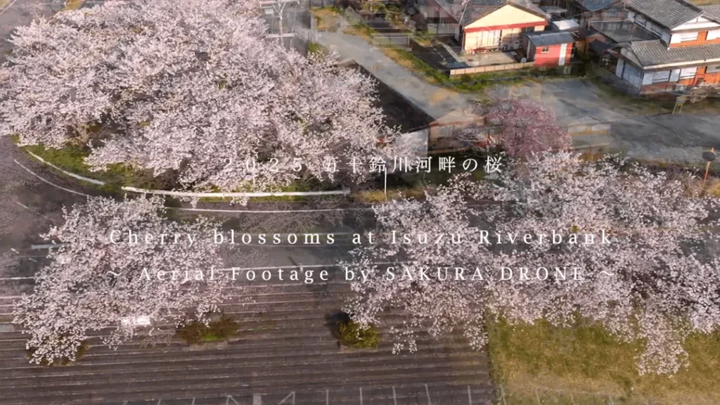 五十鈴川堤の桜（三重県伊勢市）Cherry blossoms at Isuzugawa Tsutsumi