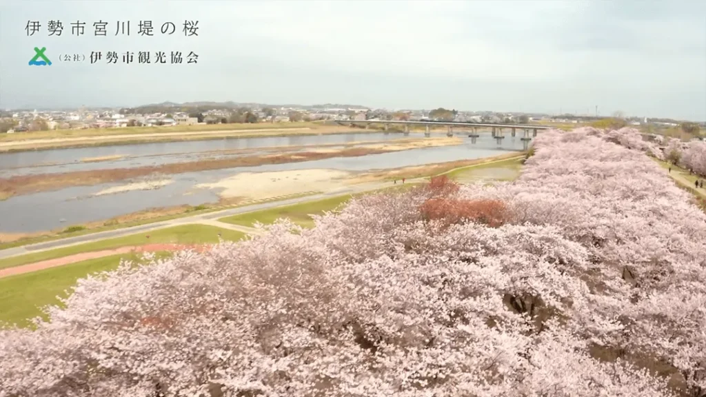 伊勢市宮川堤の桜2021