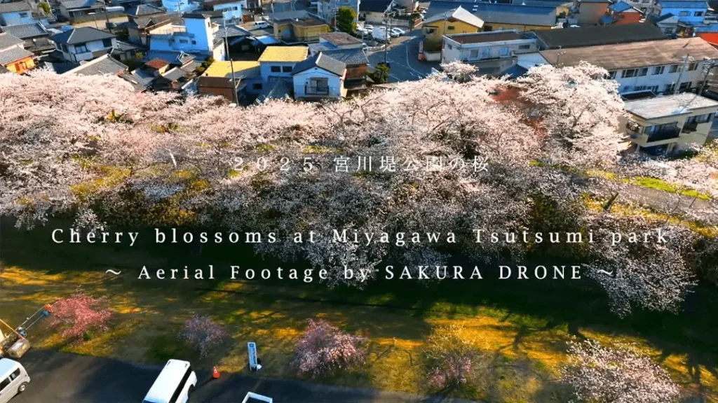 宮川堤の桜（三重県伊勢市）Cherry blossoms at Miyagawa Tsutsumi park